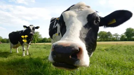 MYOB welcomes Miraka data feeds...