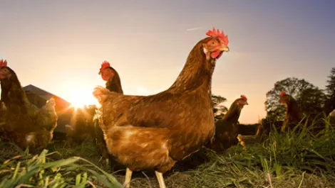 Some chickens 001