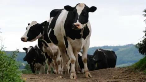 Fonterra shareholders disappointed with Fonterra dividend given low milk prices